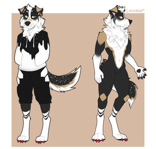 Collie design - 2021